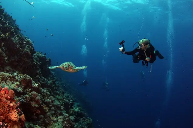 A diver points an underwater camera at a sea turtle swimming beside her