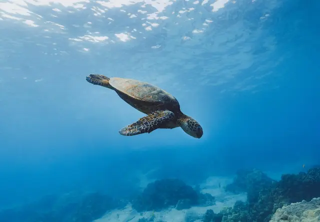 A sea turtle diving underwater