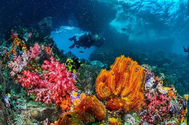 Divers swim amid colorful corals